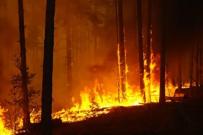 Леса пожар Изображения – скачать бесплатно на Freepik