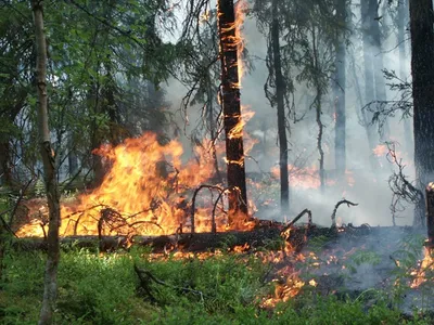 Если вы попали в лесной пожар