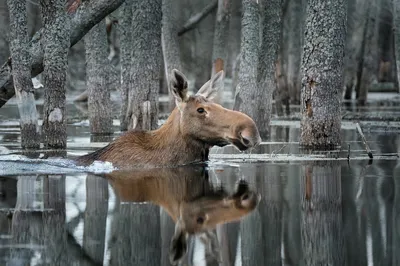 Природа России | Nature of Russia - YouTube