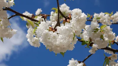 Картинки на айфон природа весна - 68 фото