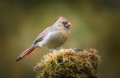 Northern cardinal (female) / Красный кардинал (самка) Красный кардинал –  любимец многих американцев Не зря же они избрали его своим птичьим символом  сразу в семи штатах! Вирджиния, Западная Вирджиния, Иллинойс, Индиана,  Кентукки,