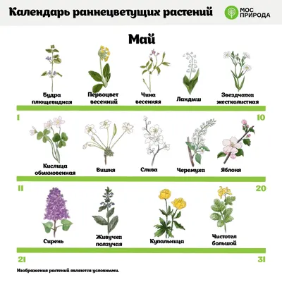 17 комнатных растений, которые привлекают счастье и удачу в дом — новости  Техноэкспорт