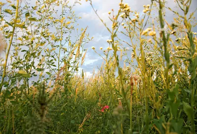 Неприхотливые вьющиеся растения для дачи - Agro-Market