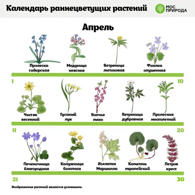 Простые в уходе комнатные растения | Блог GreenMarket