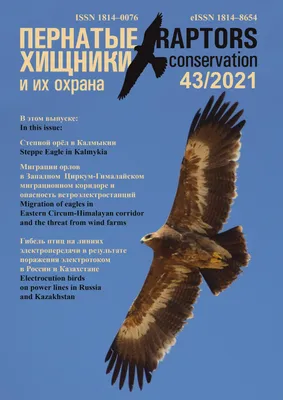 Rough-legged Buzzard (Buteo lagopus). Birds of Siberia.