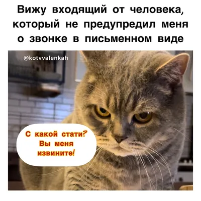 Мемы субботы .. ночная неожиданность 😼 | Кот в валенках Марсель | Дзен