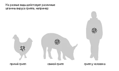 Свиной грипп является обычным сезонным гриппом эпидсезона — Департамент  профилактики заболеваний и государственного санитарно-эпидемиологического  надзора