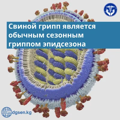 Свиной грипп - Объявления - Новости, объявления - Здравоохранение -  Социальная сфера - Городское поселение Октябрьское