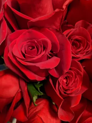 Моя единственная любовь (45 роз) — Kievflower - Доставка цветов