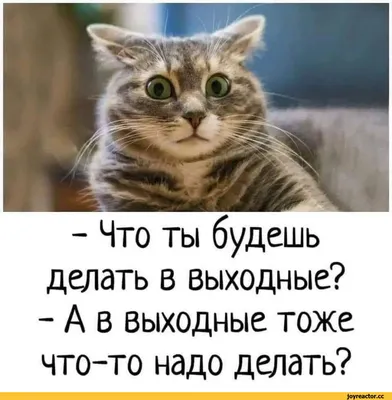 Прощёное воскресенье / смешные картинки и другие приколы: комиксы, гиф  анимация, видео, лучший интеллектуальный юмор.