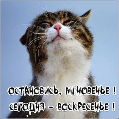 Доброе воскресное утро картинки высокого качества | Счастливые картинки,  Воскресенье, Смешные открытки