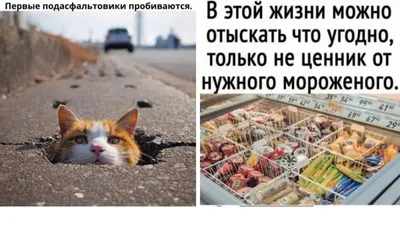 Смешные приколы в воскресенье