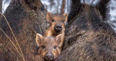 Дикие животные России 🐻 Изучаем диких животных и их голоса. Развивающее  видео для детей - YouTube