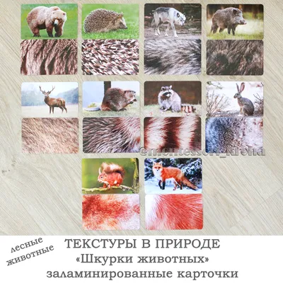 Самые удивительные симбиозы животного мира, как до этого додумались животные?  Рассказываю подробнее | Заметки ихтиолога. | Дзен