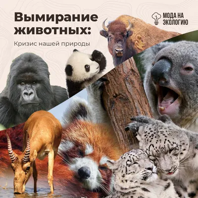 Красивые и познавательные открытки по мини-серии книг «Животные в природе»  - Папамамам — МИФ