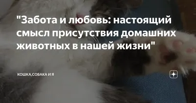 Забота и любовь: настоящий смысл присутствия домашних животных в нашей  жизни" | 🐱🐶Счастливые хвосты - канал Татьяны!😘 | Дзен