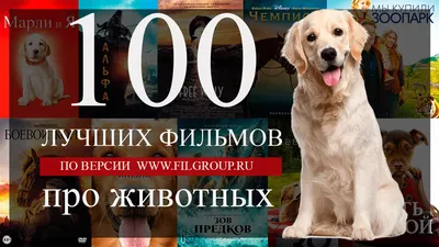 Яндекс» назвал самые частые и необычные запросы о домашних животных — РБК