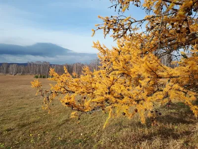 Золотая осень.. Photographer Valeriy Vereshchako