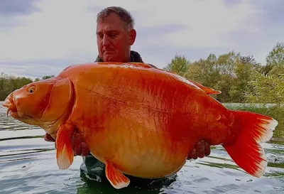 Во Франции поймали самую большую золотую рыбку в истории - её вес составил  30,5 кг