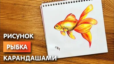 How to draw a GOLD FISH, CUT and JUST, Just draw - YouTube