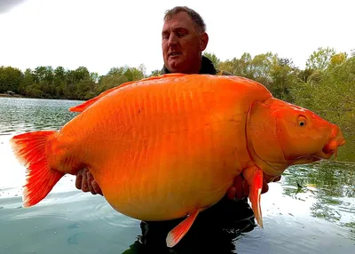 Рыбак поймал золотую рыбку весом 30 кг