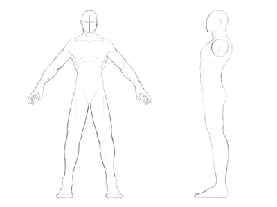 профиль человека анатомическим эскизом | Эскиз, Человек, Профиль