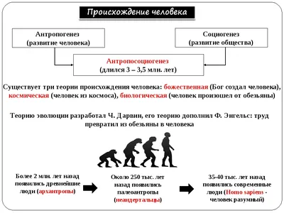 Происхождение человека | Дробышевский Станислав Владимирович, Рупасова Маша  - купить с доставкой по выгодным ценам в интернет-магазине OZON (231026089)