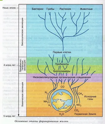 Возникновение жизни на Земле и происхождение человека - конспект - Биология  | Рефераты Биология | Docsity