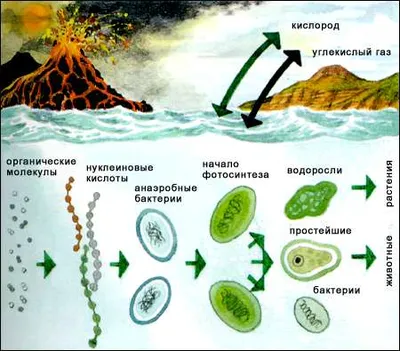 Возникновение жизни