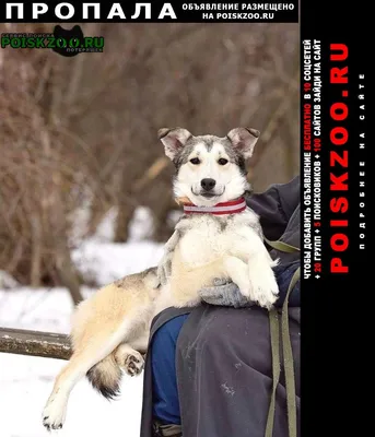Пропала собака Деталька Москва, деталька, серо-белый, рост ниже колена.  очень пуглива не ловите, звоните, вознаграждение: 0.. №177169