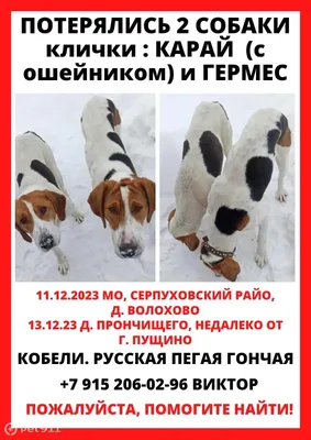 Пропала собака в Волохово, МО | 