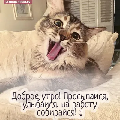 Открытка с зевающим котиком "Доброе утро! На работу собирайся!" • Аудио от  Путина, голосовые, музыкальные