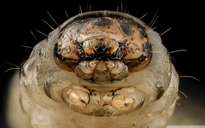 Самые Противные насекомые в мире - 33 фото: смотреть онлайн