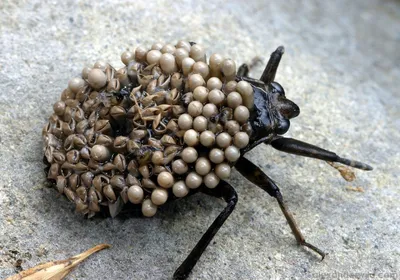 Самые Противные насекомые - 65 фото: смотреть онлайн
