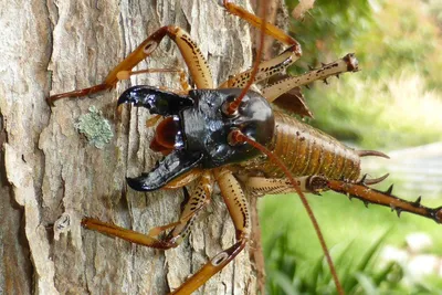 Противные жуки - 31 фото: смотреть онлайн