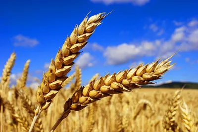 Пшеничное поле пшеница изображение_Фото номер 501339865_JPG Формат  изображения_