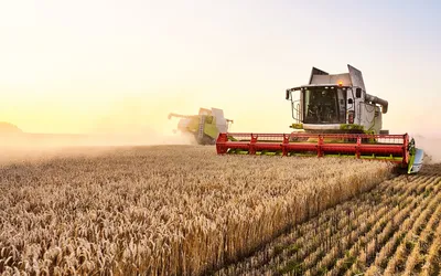Российская пшеница взлетела до $325 за тонну — Секрет фирмы