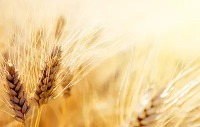Российская пшеница господствует на полях Азербайджана - , Sputnik  Азербайджан