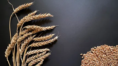 В России сбор самой ценной пшеницы достиг рекорда - Российская газета