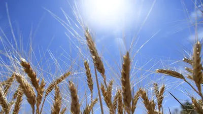 Запасов пшеницы Грузии хватит на два месяца - министр - , Sputnik  Грузия