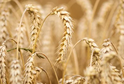 Сертификация пшеницы - 