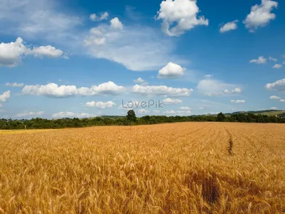 Топ-10 стран-производителей пшеницы (и прогнозы на урожай пшеницы в 2022)