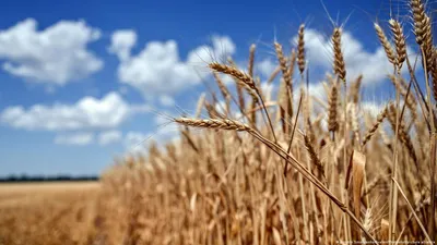Россия может собрать рекордные 90 миллионов тонн пшеницы - РИА Новости,  
