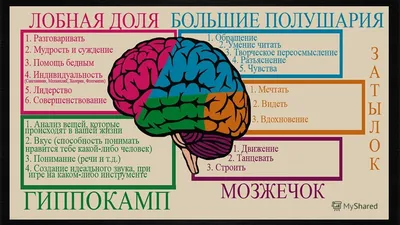 Сознание как инстинкт. Загадки мозга: откуда берется психика, Майкл  Газзанига – скачать книгу fb2, epub, pdf на ЛитРес