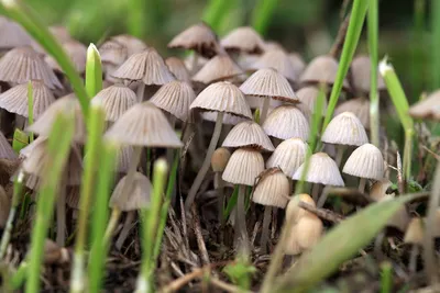 Картина по номерам Грибы психоделические / Mushrooms psychedelic холст на  подрамнике 40*60 - купить с доставкой по выгодным ценам в интернет-магазине  OZON (663082815)