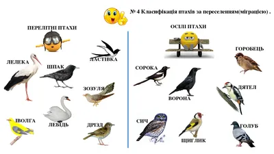 Птахи картинки