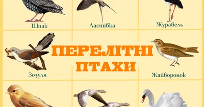 Плакати "Перелітні птахи" та "Зимуючі птахи" | . Дошкільна освіта