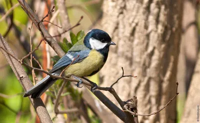Птахи різних видів можуть розуміти один одного - дослідження — Наука та IT