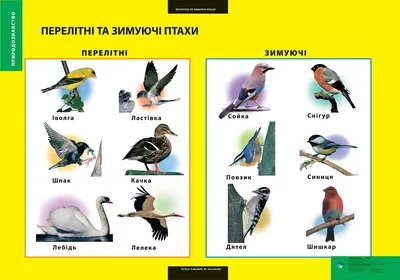 Птахи Африки: ТОП-35 види – фото, назви, опис • Світ Довкола