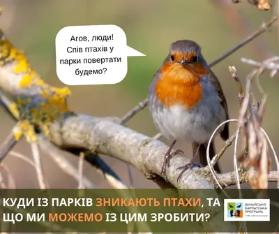 Картки Домана: Великі російські картки з фактами «Птахи». Ламіновані.  Вундеркінд з пелюшок арт 065514 по ціні 165 грн - купити на сайті  